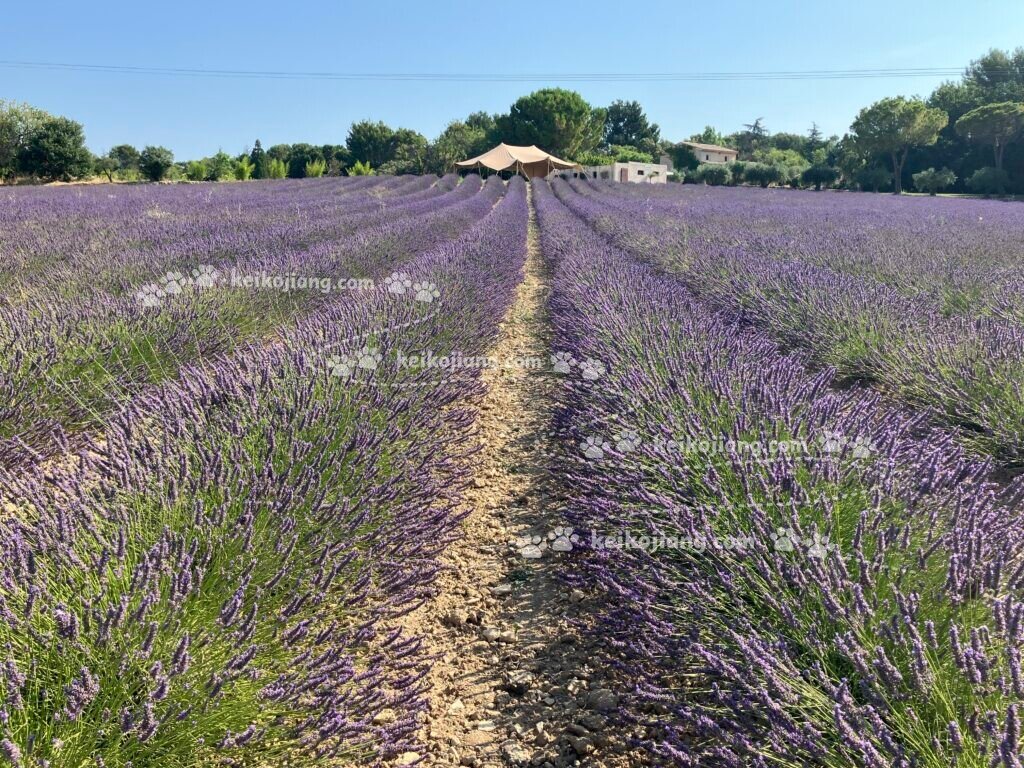 LE LAVANDIN｜艾克斯近郊薰衣草農莊，260路巴士交通與參觀攻略