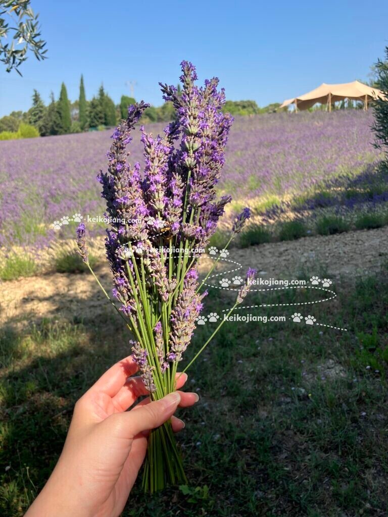 LE LAVANDIN｜艾克斯近郊薰衣草農莊，260路巴士交通與參觀攻略